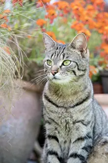 Containers: Tabby cat sitting by planted containers