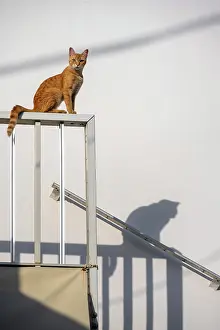 Railing: Tabby cat sitting on railing, shadow on wall, Paros