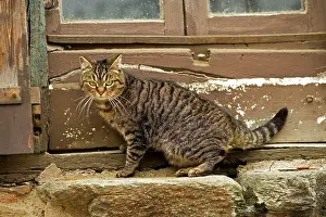 Windowsill: Tabby Cat - sitting on windowsill of French house