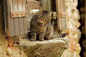 Windowsill: Tabby Cat - sitting on windowsill of French house