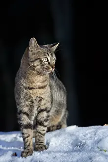 Oberbruck: Tabby cat on the snow Oberbruck in the Haut-Rhin