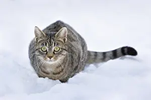 Oberbruck: Tabby cat in the snow at Oberbruck in the Haut-Rhin