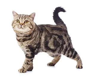 Raised: Tabby cat, standing