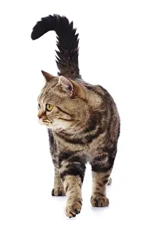 Raised: TAbby cat, standing