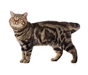 Andy Teare: Tabby cat, standing