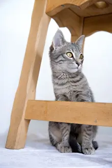 Stool: Tabby cat under a stool in Oberbruck in the Haut-Rhin