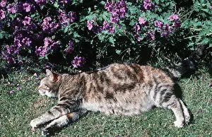 Contentment: TABBY CAT- stretched out in sun