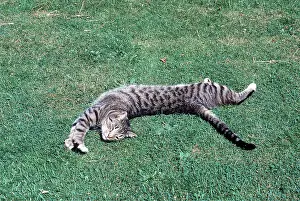 Basking: TABBY CAT - stretching out