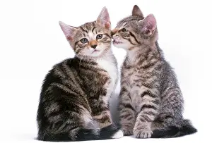 Anthropomorphic: Tabby Cat - two, one whispering to the other