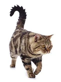 Raised: Tabby Cat, walking