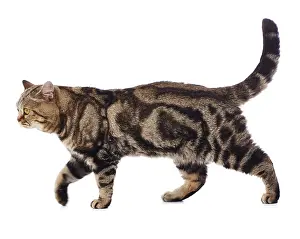 Raised: Tabby Cat, walking