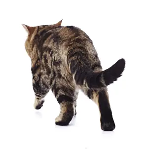 Away: Tabby cat, walking away from camera