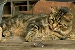 Watches: Tabby Cat - watches mouse