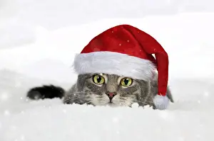 090819: Tabby Cat wearing Christmas hat laying in snow