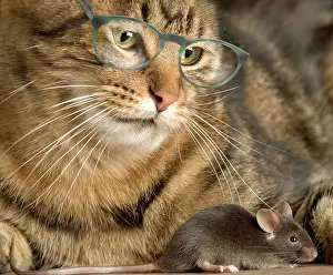 Watches: Tabby Cat - wearing glasses watches mouse