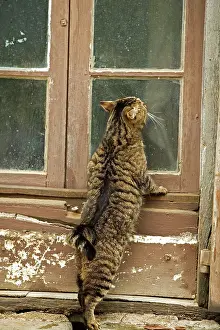 Windowsill: Tabby Cat - on windowsill of French house
