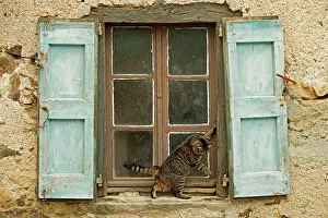 Windowsill: Tabby Cat - on windowsill of French house