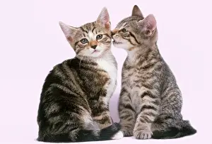 Whispering: Tabby Cat - x2 one whispering to the other