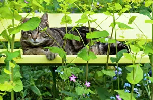 Smyrnium: Tabby Cat - on yellow bench with green umbellifer, Smyrnium