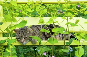 Smyrnium: Tabby Cat - on yellow bench with green umbellifer, Smyrnium