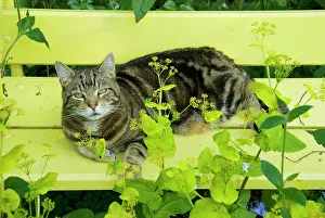 Smyrnium: Tabby Cat - on yellow bench with green umbellifer, Smyrnium