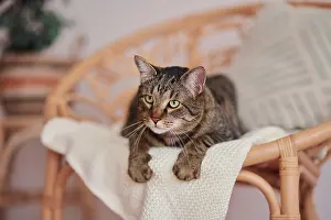 Basket: Tabby felidae (Felis silvestris catus) lying on