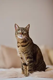 Catus: Tabby felidae (Felis silvestris catus) sitting attentively