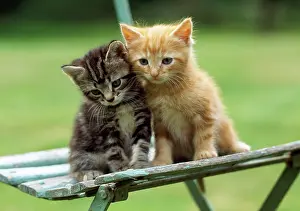 Chairs: Tabby & Ginger Cats - kittens on garden chair
