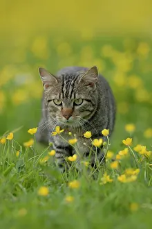 Tomcat: Tabby house cat in flowering meadow