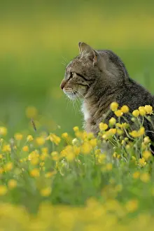 Tomcat: Tabby house cat in flowering meadow