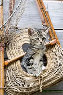 Trugs: Tabby kitten in a bag of fishing Oberbruck France