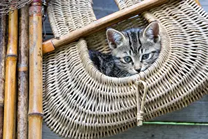 Trugs: Tabby kitten in a bag of fishing Oberbruck France