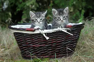 Materials: Tabby kitten in a basket - France