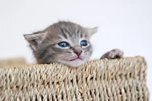 Ropes: Tabby kitten in a basket made of rope on white background