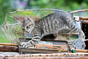 Tackle: Tabby Kitten and fishing rods Alsace France