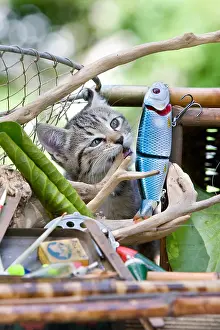 Bait: Tabby Kitten and fishing rods Alsace France