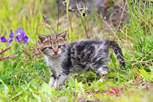 Environments: Tabby kitten in the grass - Torres del Paine Chile