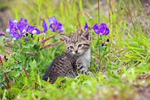 Environments: Tabby kitten in the grass - Torres del Paine Chile