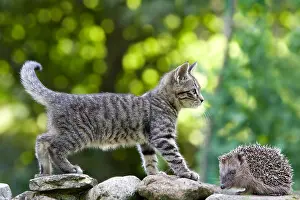 Unsharp: Tabby kitten hedgehog and perched on a wall