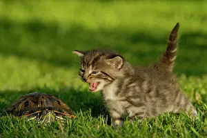 Hiss: Tabby kitten hisses at a turtle