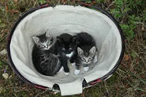 Materials: Tabby kitten lying in a basket - France