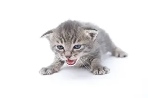 Meowing: Tabby kitten meowing on white background France