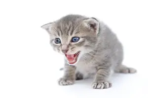 Meowing: Tabby kitten meowing on white background France