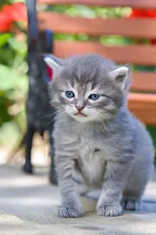 Oberbruck: Tabby kitten at Oberbruck France