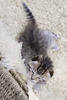 Older: Tabby kitten older than one week France