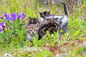 Litters: Tabby kitten playing in the grass - Torres del Paine Chile