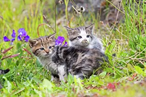 Litters: Tabby kitten playing in the grass - Torres del Paine Chile
