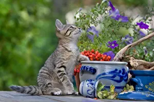Tables: Tabby kitten sits on a table Oberbruck France