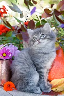 Bait: Tabby kitten sitting in front of a copper pot and flowers