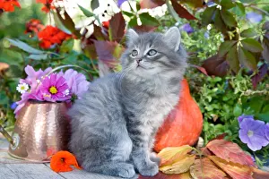 Bait: Tabby kitten sitting in front of a copper pot and flowers